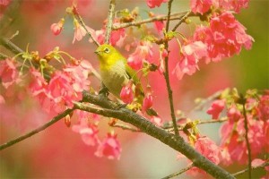 本命年虎年结婚好不好