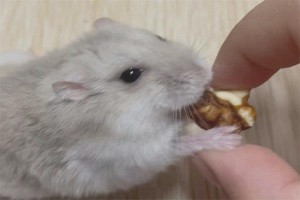 十二地支子对应的生肖