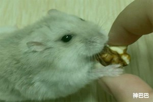 属鼠的人几月出生命最好