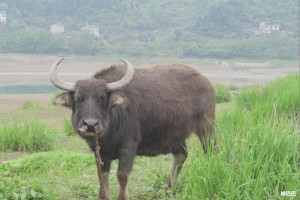 属牛之人本命年运势