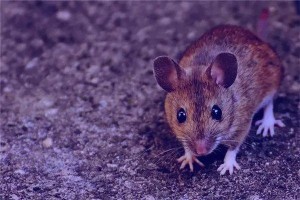 属鼠人一生最克谁