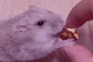 属鼠人的婚姻与命运如何